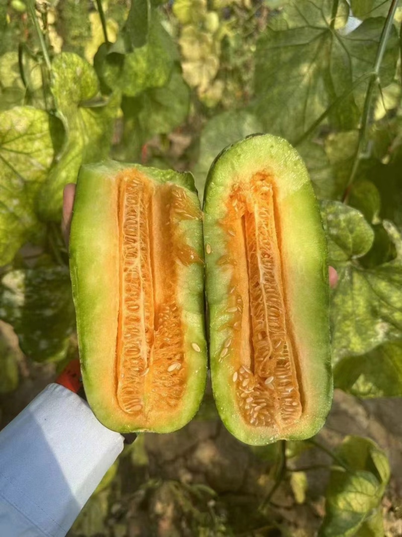 羊角蜜，博洋6/博洋9大量上市，代发全国有需要的老板联系