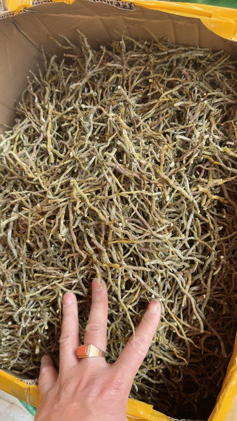 云南铁皮石斛干条，捆条，理条，芽尖条各种规格大小均有大货