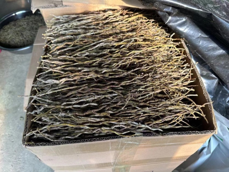 云南铁皮石斛干条，捆条，理条，芽尖条各种规格大小均有大货