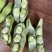 四川大白胡豆上市了大量现货每天可出货100吨