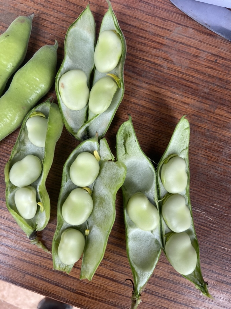 四川大白胡豆上市了大量现货每天可出货100吨