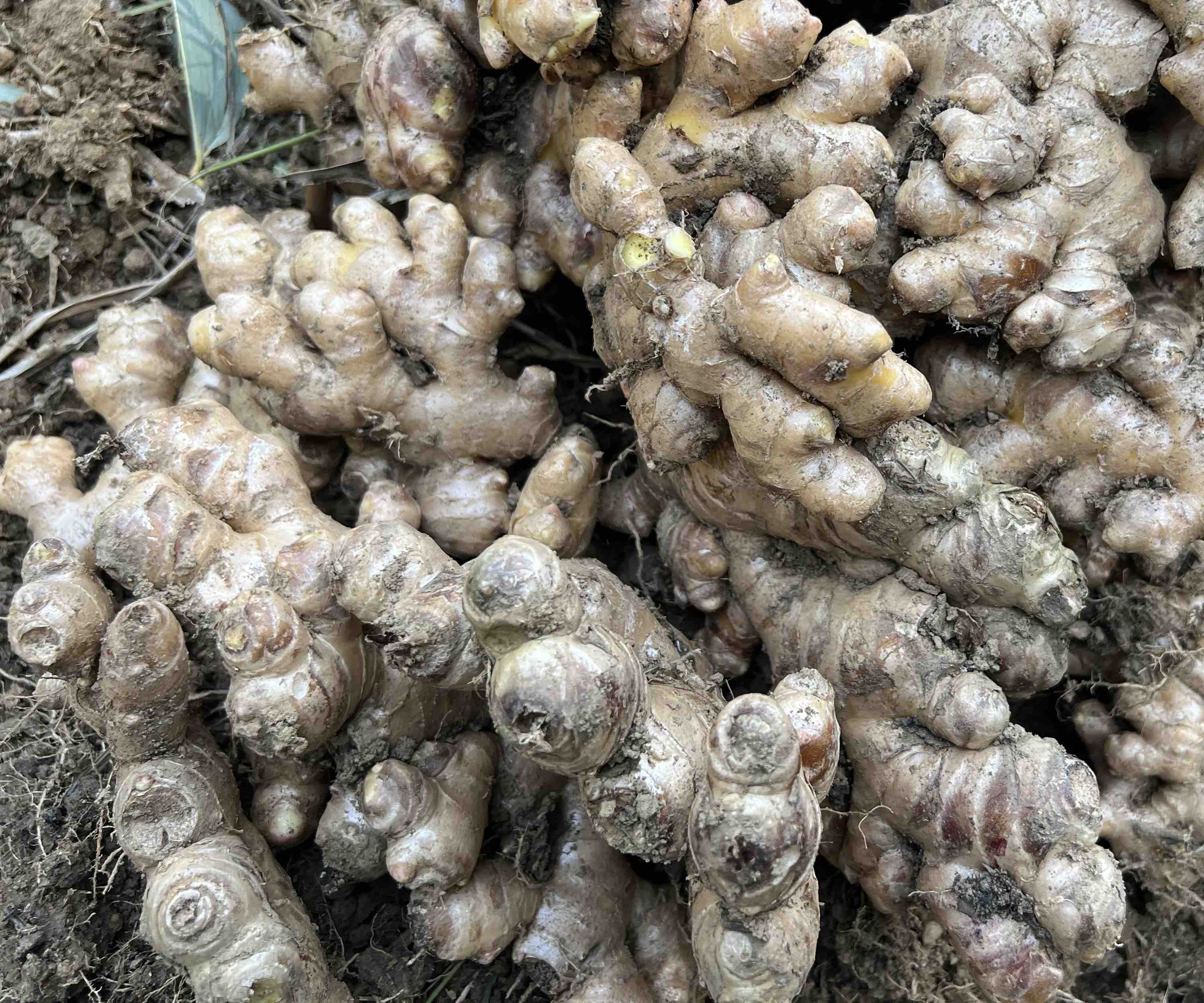 图示为新鲜小黄姜与干姜的外观对比,左侧为表皮淡黄、质地脆嫩的小黄姜,右侧为表皮深褐、质地坚硬的干姜 小黄姜与干姜对比图
