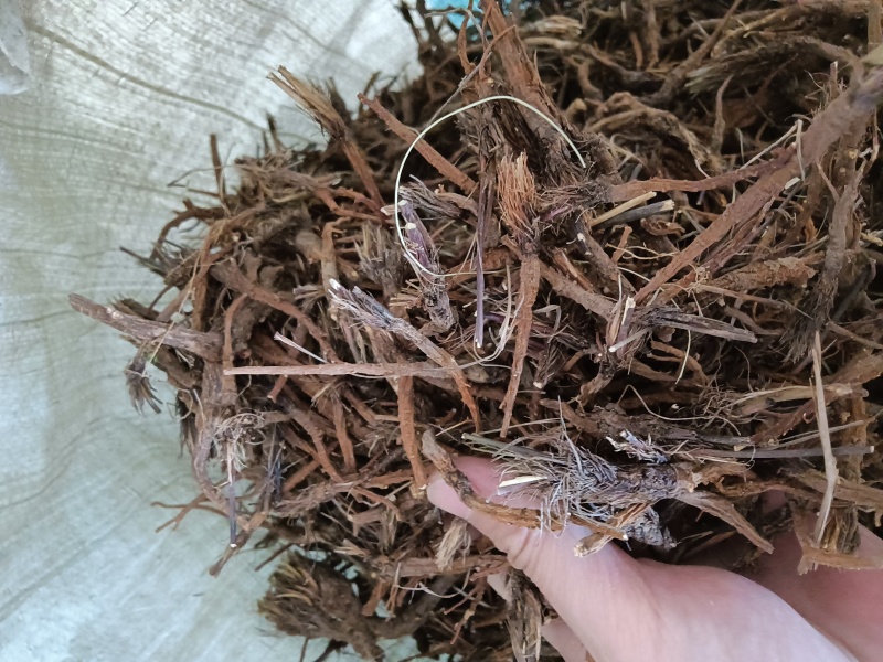 野生红根竹叶柴胡