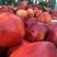 精品大棚油桃，48，4号，对接电商平台，供应水果市场