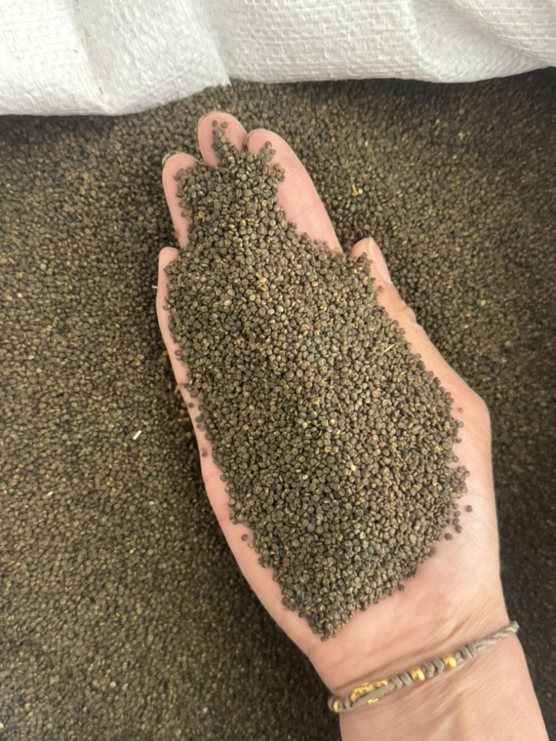 沙苑子正品大颗粒实物拍摄沙蒺藜货莫贪便宜水洗干净沙苑子
