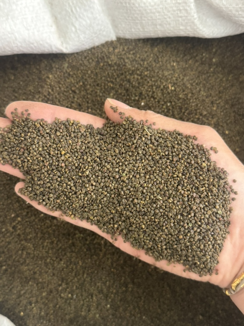 沙苑子正品大颗粒实物拍摄沙蒺藜货莫贪便宜水洗干净沙苑子