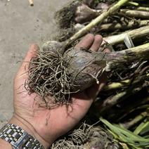 新蒜，宝塔蒜香蒜产地批发，200多亩上市
