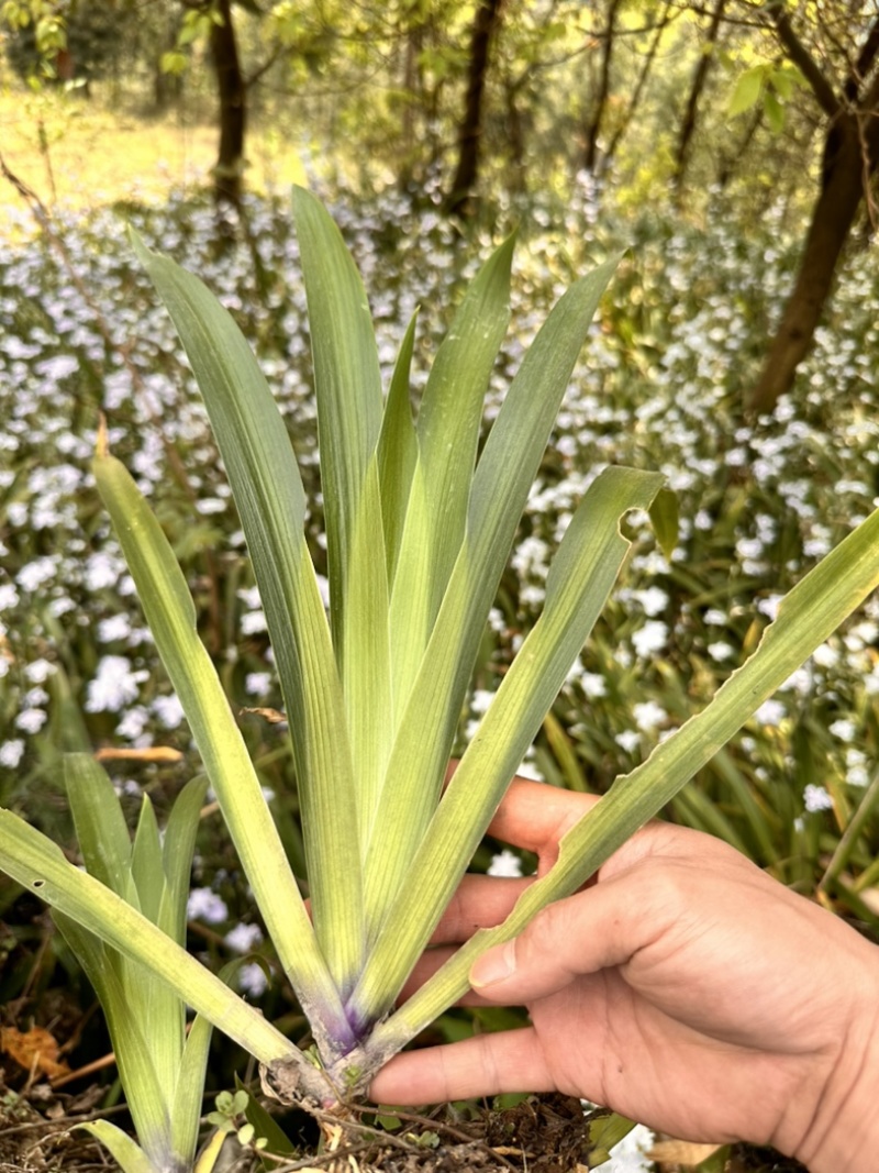 莺尾​