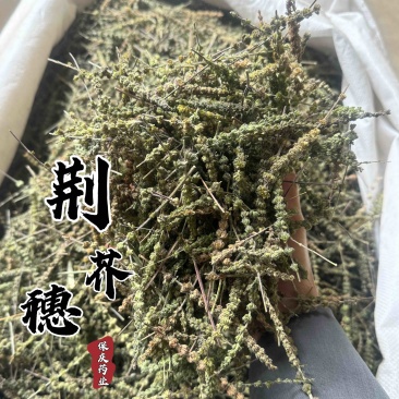 荆芥穗实物拍摄发货如图保庆药业香荆芥干净无杂质