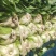 山东临沂黄心白菜大白菜对接电商市场商超等各类客户