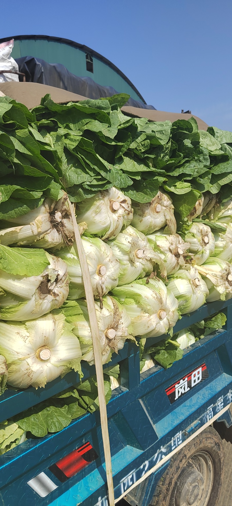 山东临沂黄心白菜大白菜对接电商市场商超等各类客户
