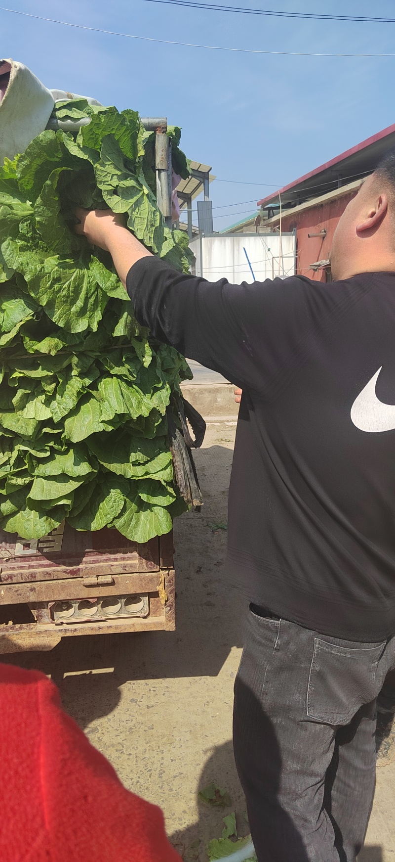 山东临沂黄心白菜大白菜对接电商市场商超等各类客户