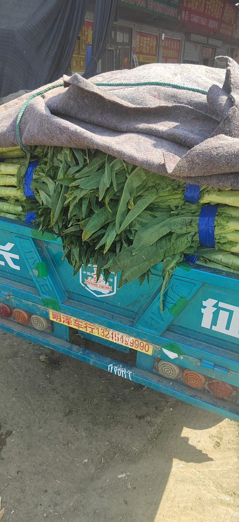 山东莴笋肉红叶香莴苣现摘现发来电优惠商超品质