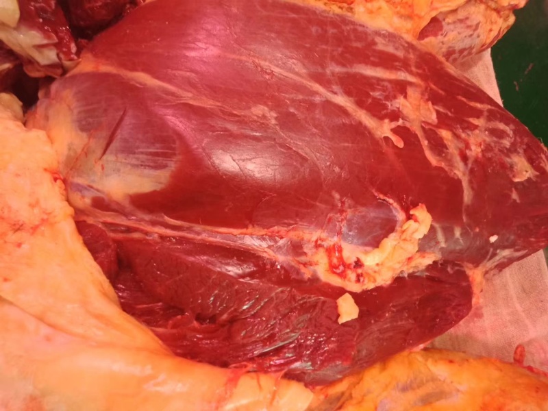 内蒙古锡林郭勒黄牛肉，纯草饲十斤一块，