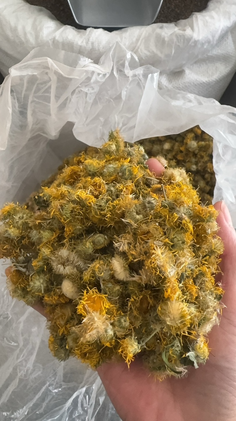 新货旋复花保庆药业无杂质旋复花实物拍摄旋覆花