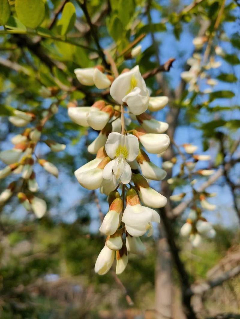 洋槐花