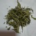 柘荣高山白茶