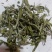 柘荣高山白茶