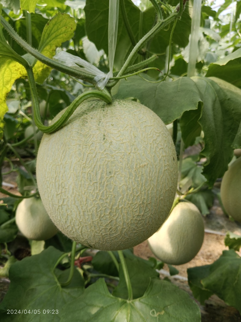 网纹瓜，哈蜜瓜，鲁厚甜瓜，暖棚种植无任何激素自然成熟