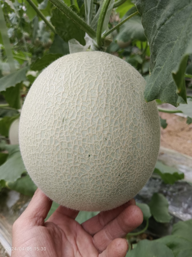 网纹瓜，哈蜜瓜，鲁厚甜瓜，暖棚种植无任何激素自然成熟