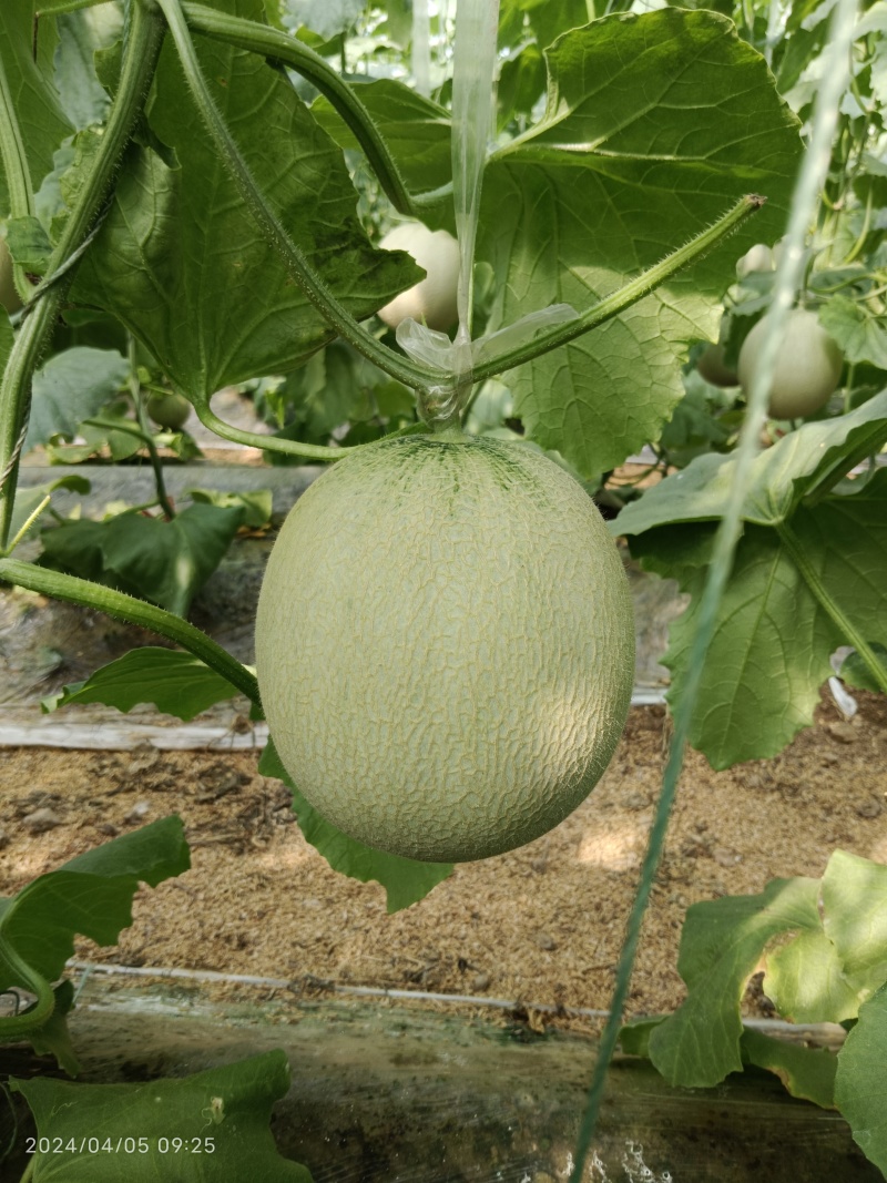 网纹瓜，哈蜜瓜，鲁厚甜瓜，暖棚种植无任何激素自然成熟