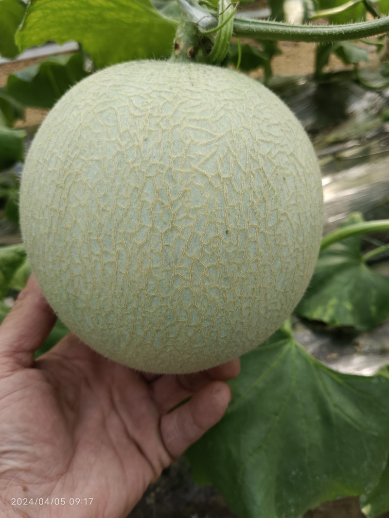 网纹瓜，哈蜜瓜，鲁厚甜瓜，暖棚种植无任何激素自然成熟