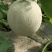 网纹瓜，哈蜜瓜，鲁厚甜瓜，暖棚种植无任何激素自然成熟