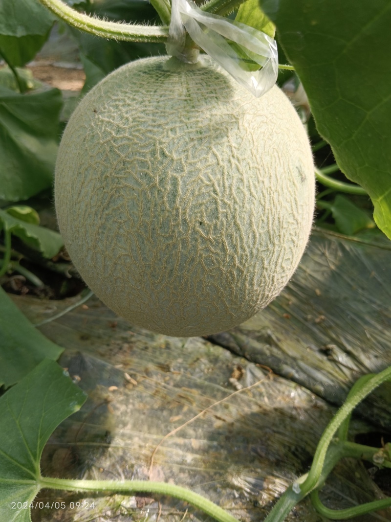 网纹瓜，哈蜜瓜，鲁厚甜瓜，暖棚种植无任何激素自然成熟