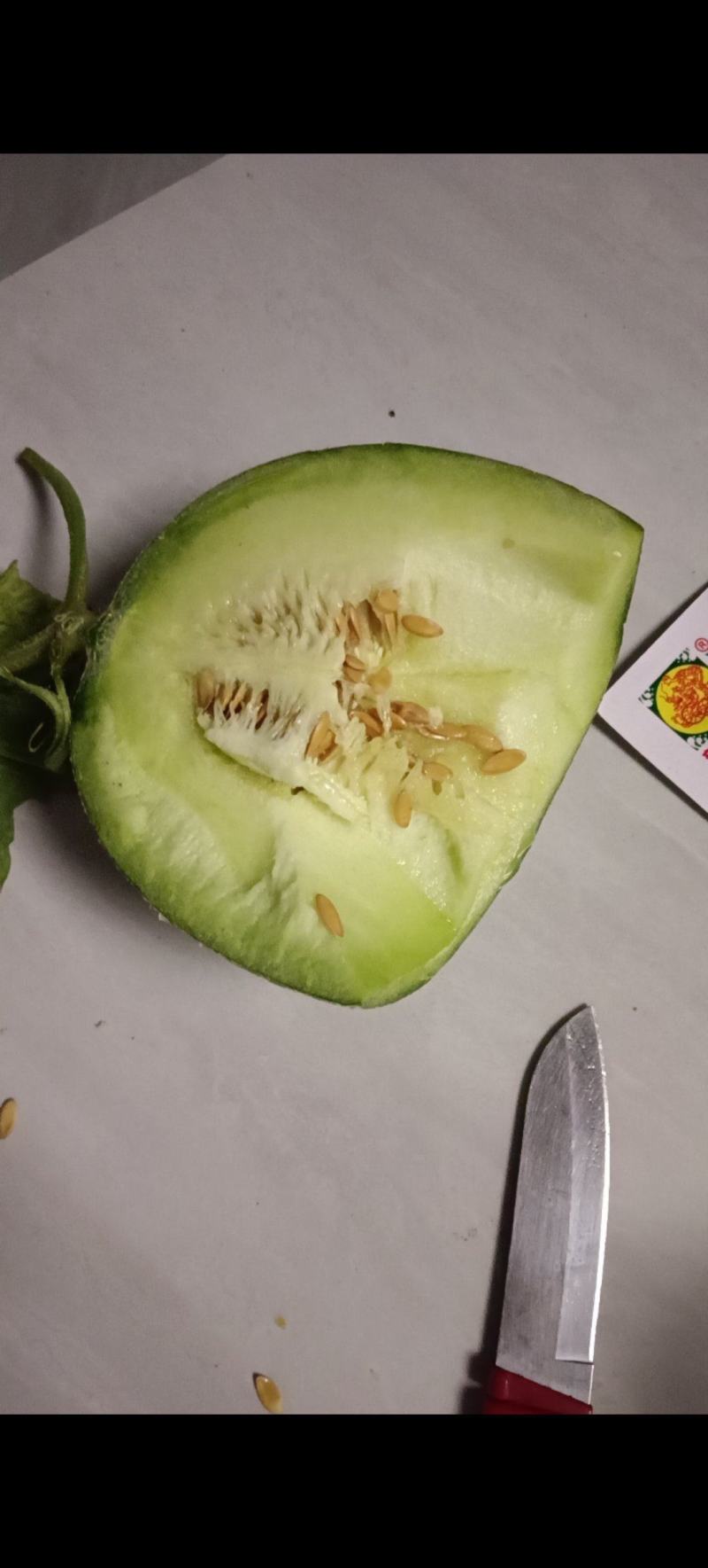 网纹瓜，哈蜜瓜，鲁厚甜瓜，暖棚种植无任何激素自然成熟
