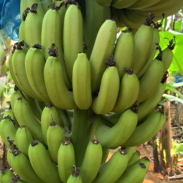 本人在湛江雷州英利有200亩一代巴西蕉，已开园