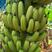 本人在湛江雷州英利有200亩一代巴西蕉，已开园