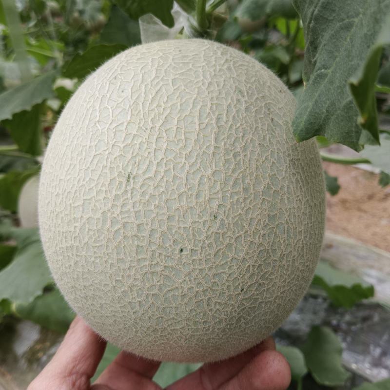 网纹瓜，哈蜜瓜，鲁厚甜瓜，暖棚种植无任何激素自然成熟