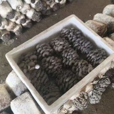 平菇，鲜平菇，小黑蘑菇