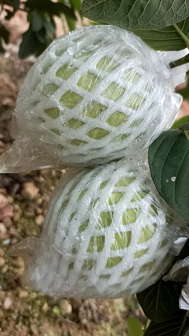 珍珠番石榴
