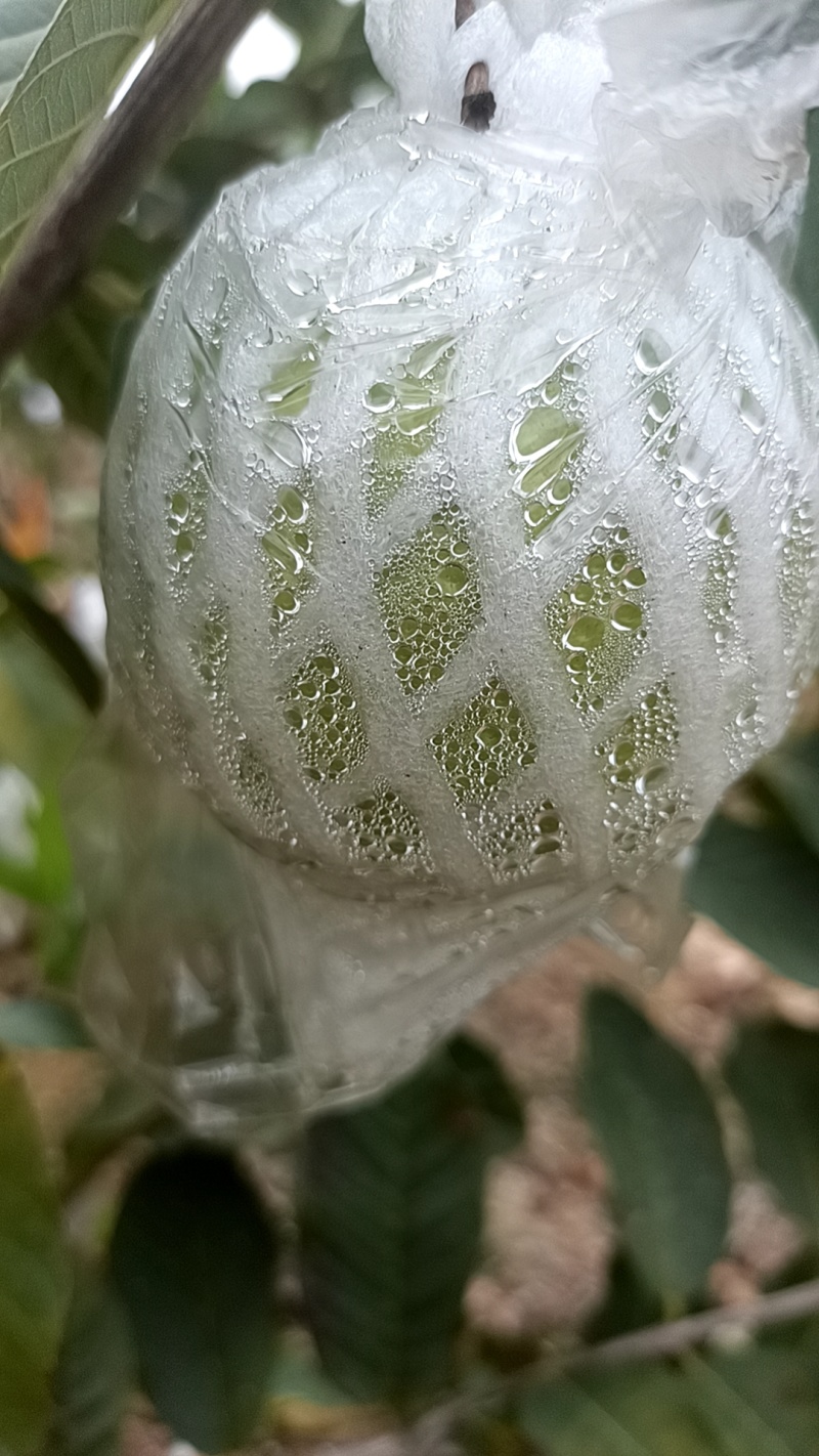 珍珠番石榴