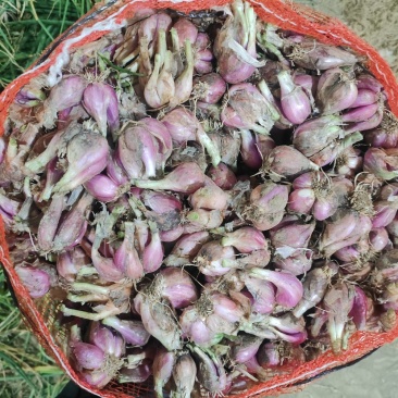 广东小红葱