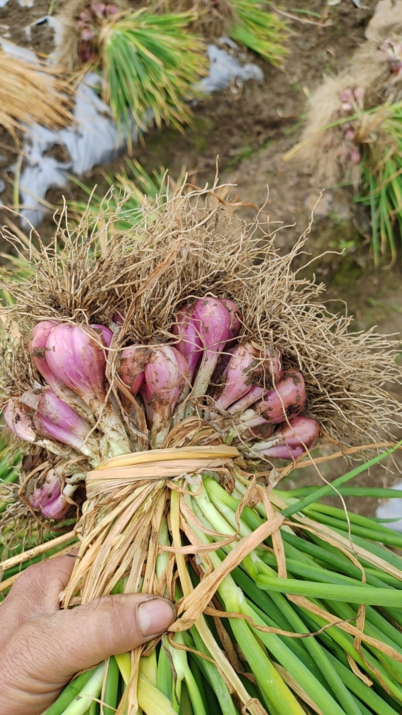 广东小红葱