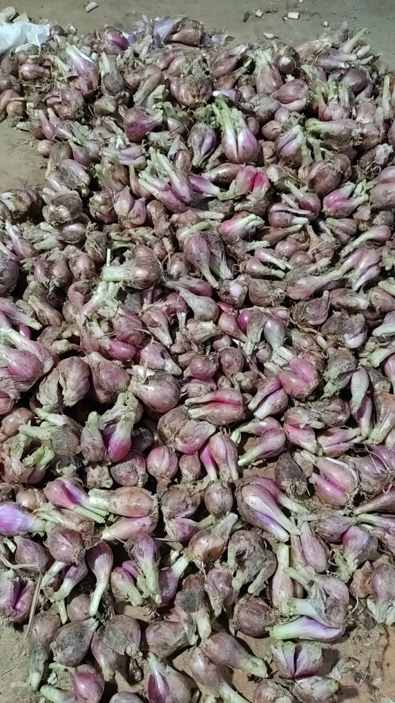 广东小红葱