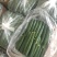 油皮黄瓜大量上市绿瓤脆口！量大者从优！商超专用