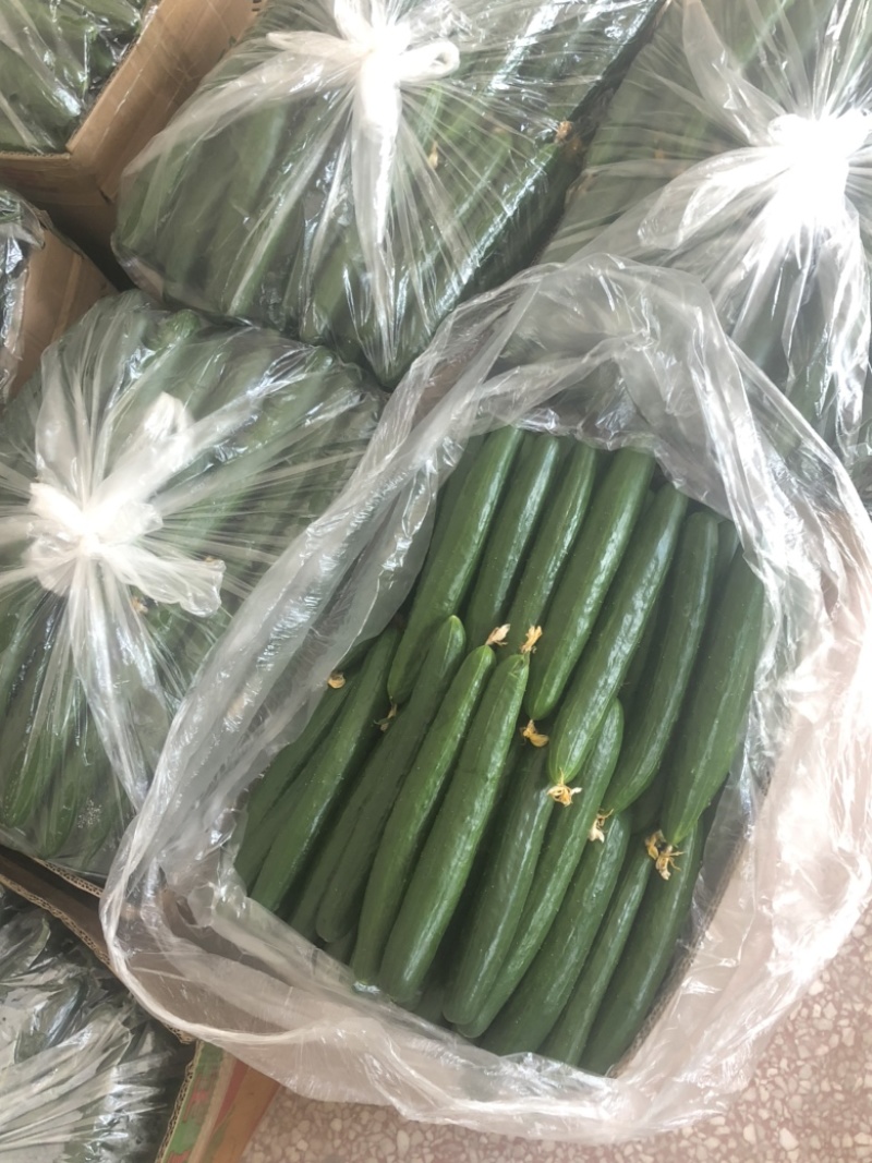 油皮黄瓜大量上市绿瓤脆口！量大者从优！商超专用