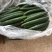 油皮黄瓜大量上市绿瓤脆口！量大者从优！商超专用
