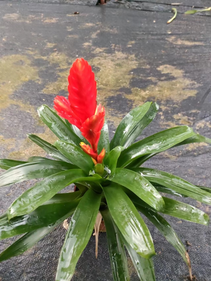 卡丽花