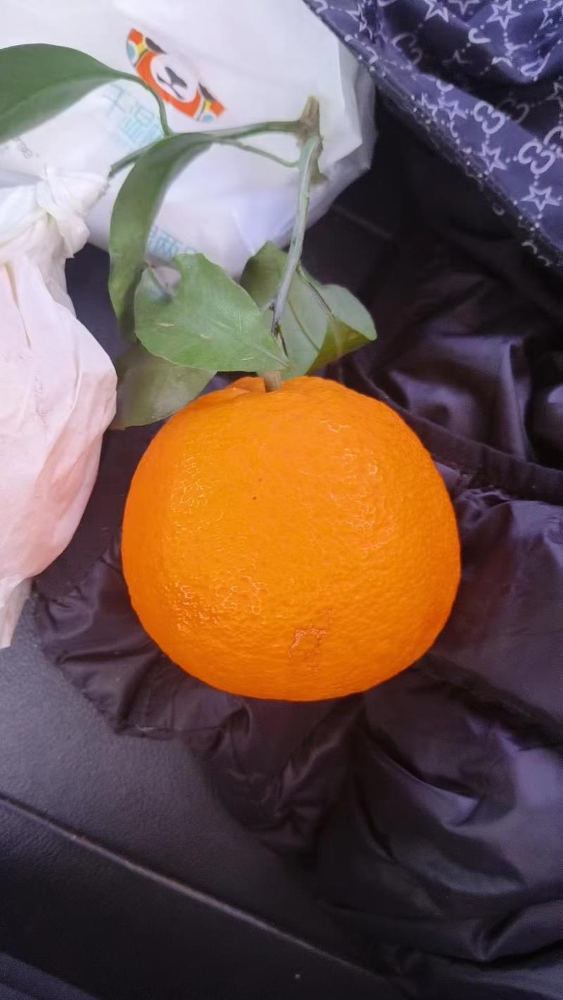 四川青见果冻橙
