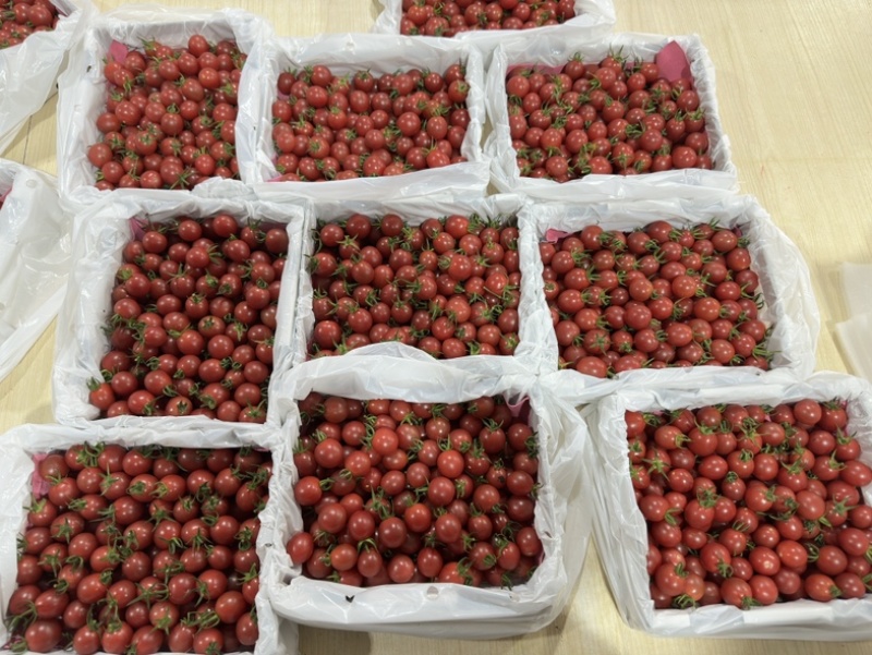 广东电白正宗老千嬉大量有货，超市市场大量有