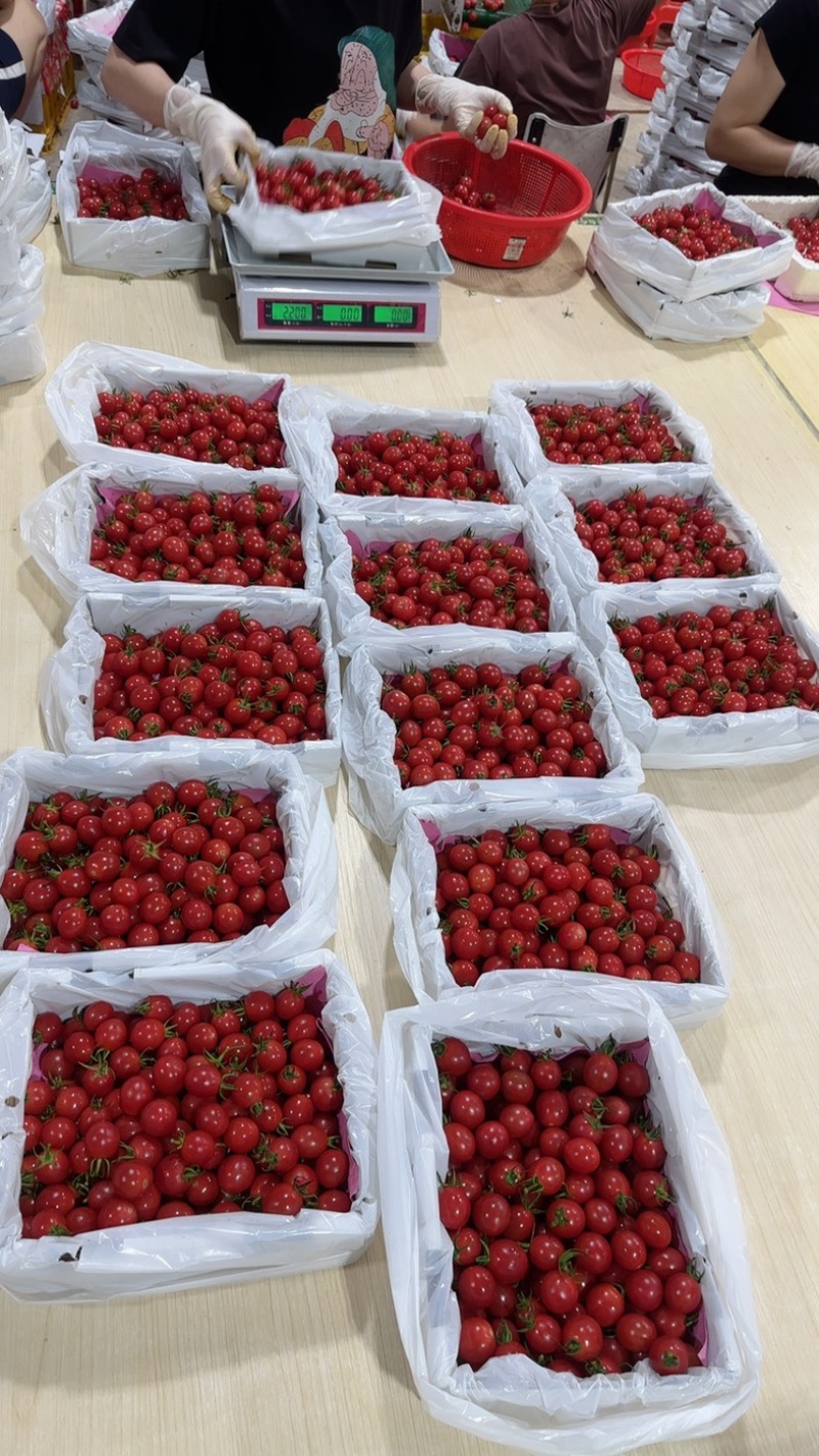 广东电白正宗老千嬉大量有货，超市市场大量有