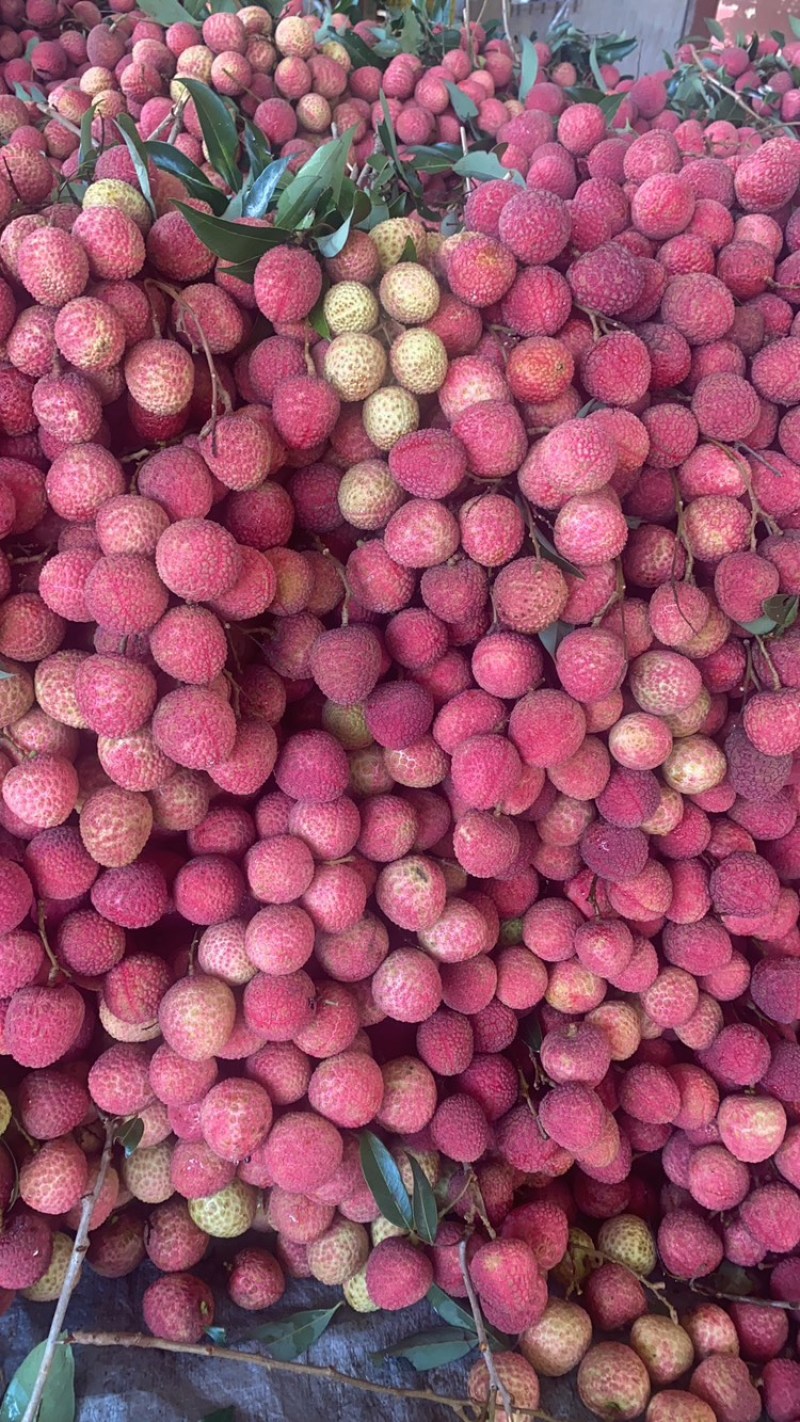 白蜡荔枝。可到产地观察产地直供看货源有适合的可以包园