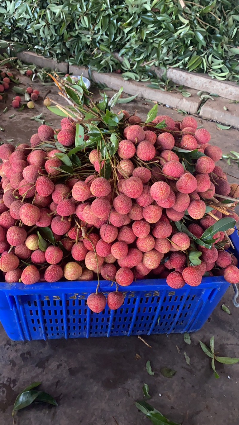 白蜡荔枝。可到产地观察产地直供看货源有适合的可以包园