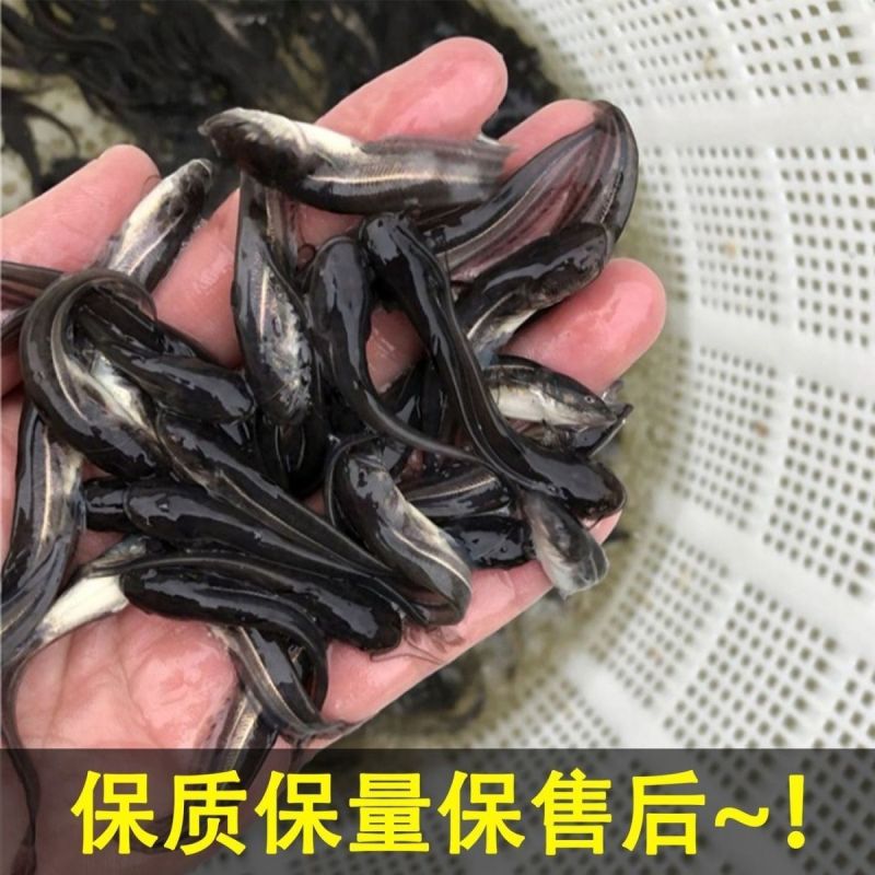 南方大口鲶鱼苗淡水胡子鱼养殖胡须土鲶鱼苗肉食大型冷水凶猛