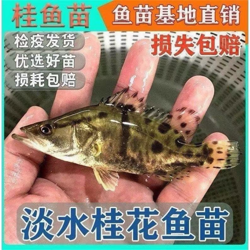 鳜鱼桂花鱼苗优质鳜鱼苗快大好养路亚淡水活体鳜鱼翘嘴桂肉食