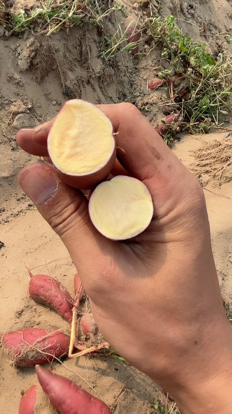 海南板栗小香薯红薯板栗薯